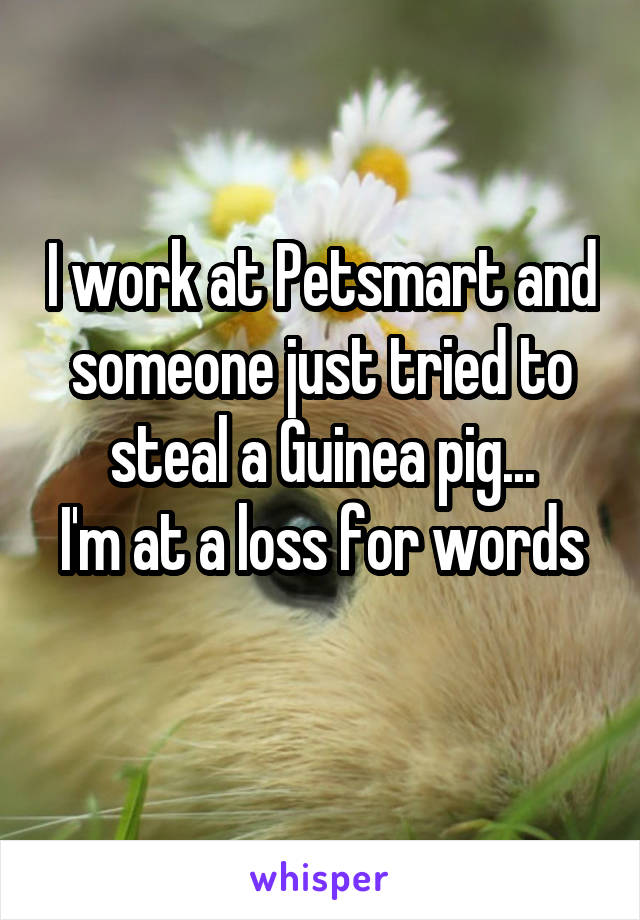 I work at Petsmart and someone just tried to steal a Guinea pig...
I'm at a loss for words 