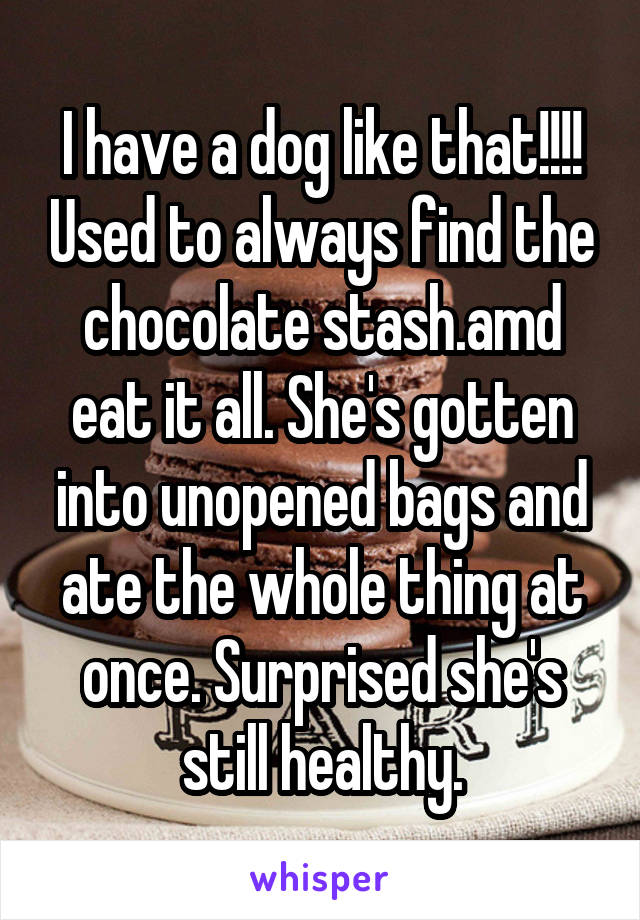 I have a dog like that!!!! Used to always find the chocolate stash.amd eat it all. She's gotten into unopened bags and ate the whole thing at once. Surprised she's still healthy.