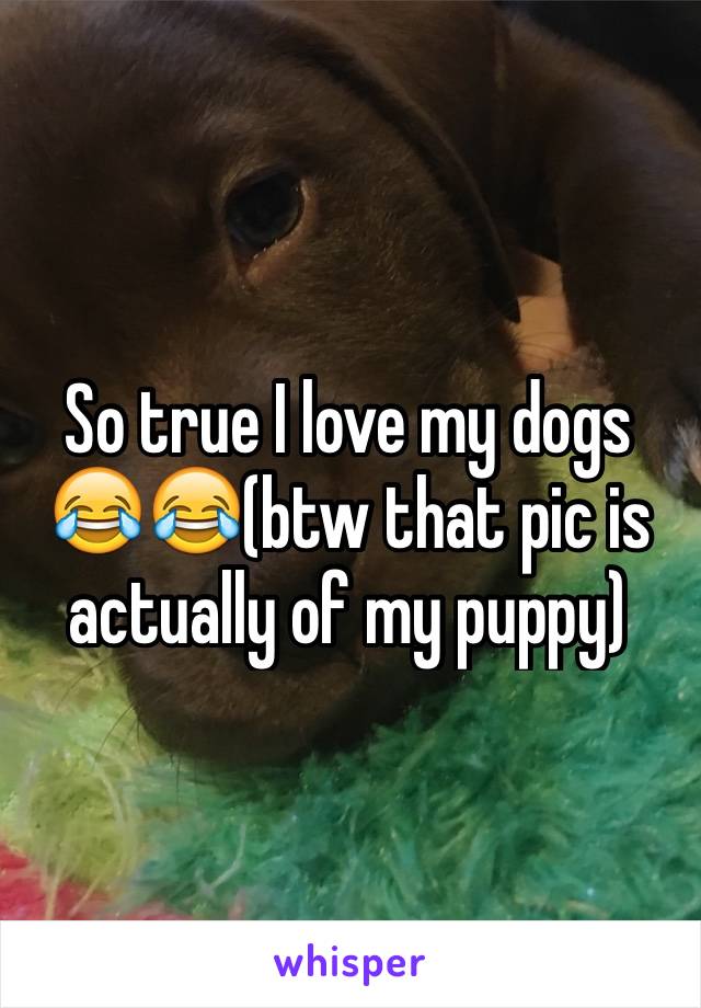 So true I love my dogs 😂😂(btw that pic is actually of my puppy)