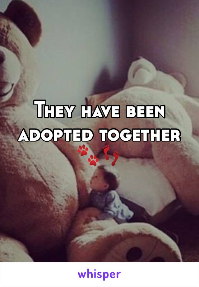 They have been adopted together 🐾👣