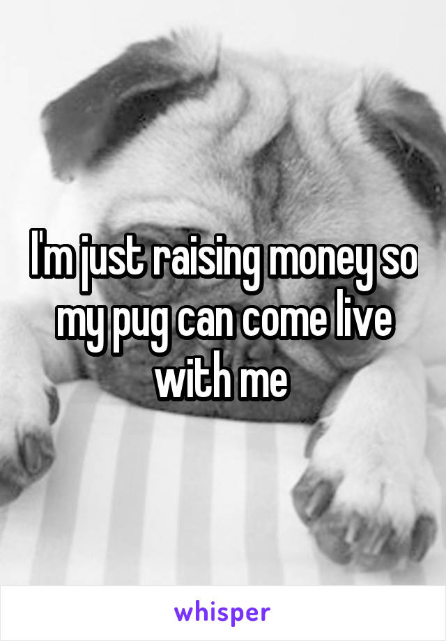 I'm just raising money so my pug can come live with me 