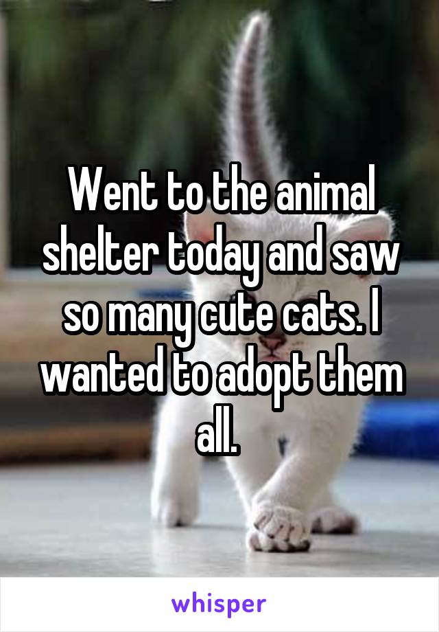 Went to the animal shelter today and saw so many cute cats. I wanted to adopt them all. 