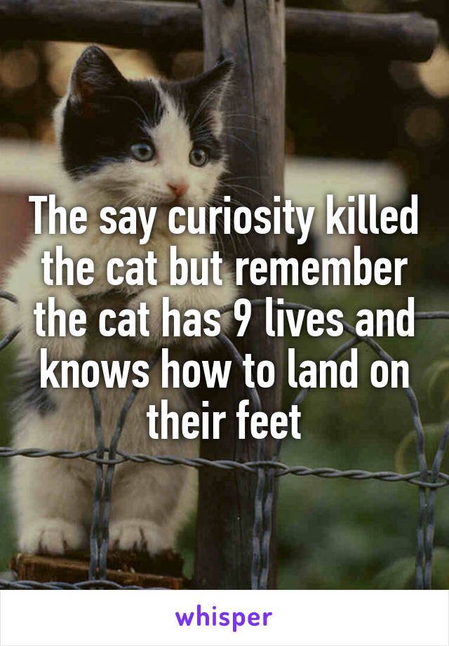 The say curiosity killed the cat but remember the cat has 9 lives and knows how to land on their feet