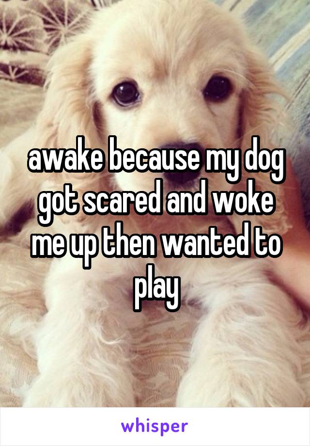 awake because my dog got scared and woke me up then wanted to play