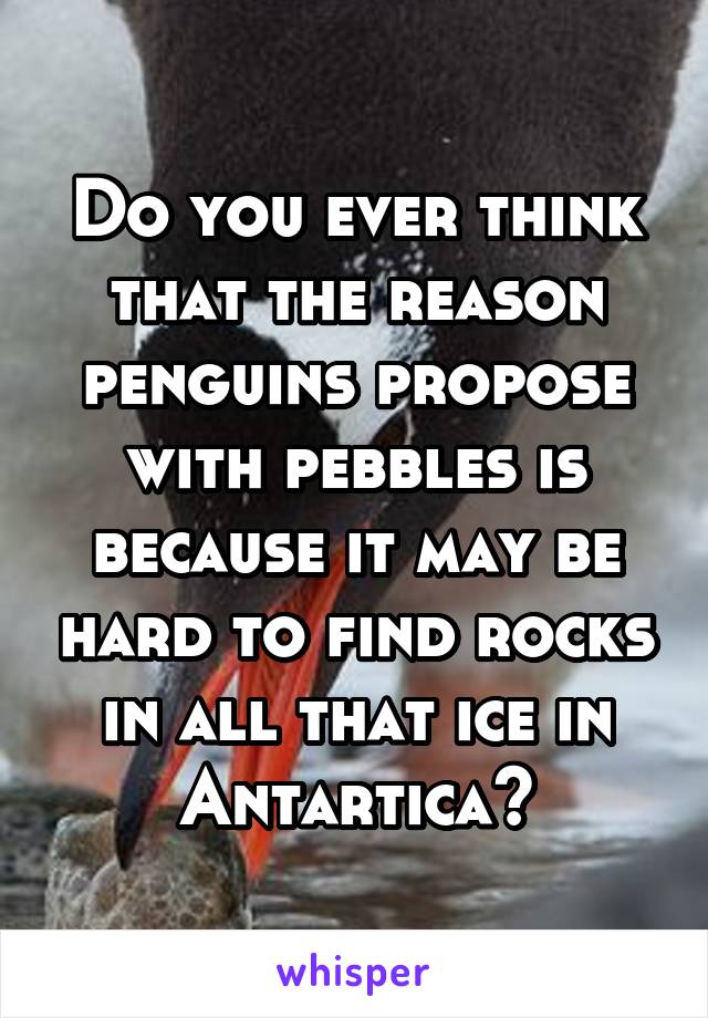 Do you ever think that the reason penguins propose with pebbles is because it may be hard to find rocks in all that ice in Antartica?