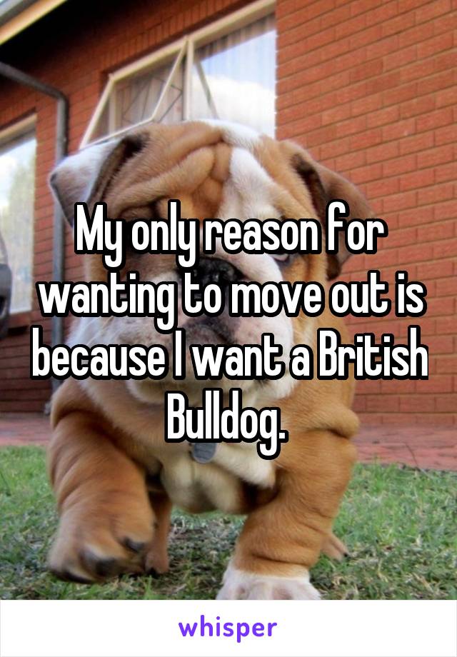 My only reason for wanting to move out is because I want a British Bulldog. 