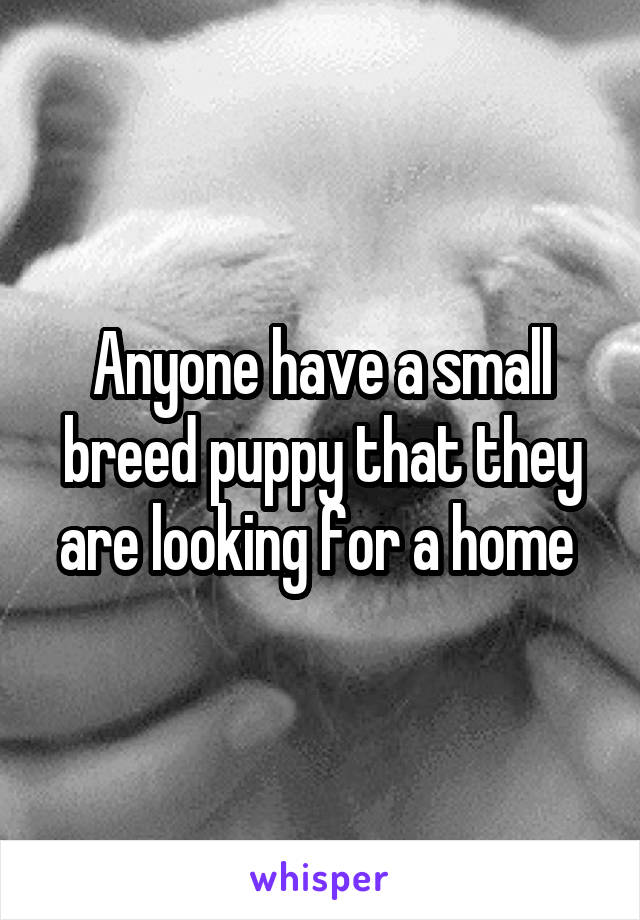 Anyone have a small breed puppy that they are looking for a home 