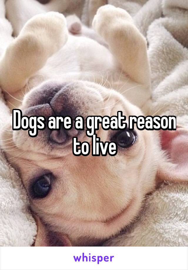 Dogs are a great reason to live