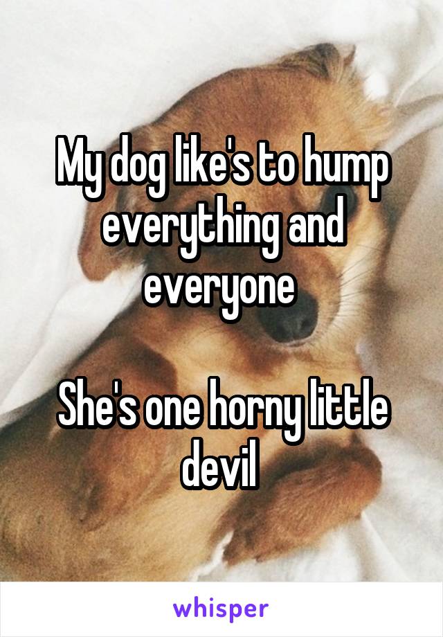 My dog like's to hump everything and everyone 

She's one horny little devil 