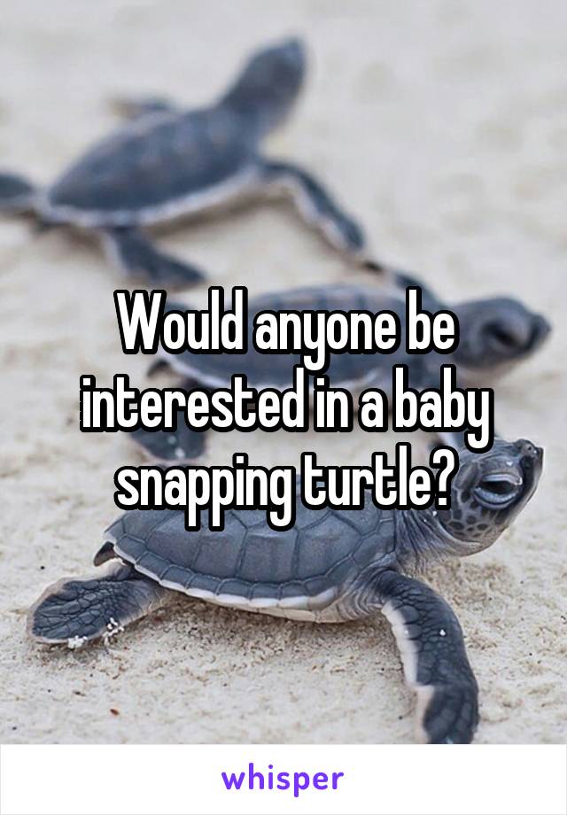 Would anyone be interested in a baby snapping turtle?