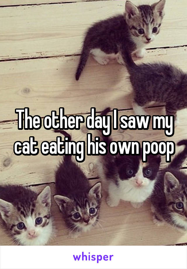 The other day I saw my cat eating his own poop