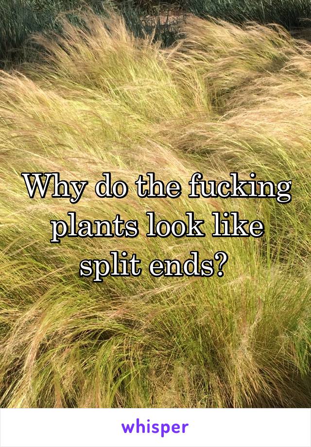 Why do the fucking plants look like split ends? 