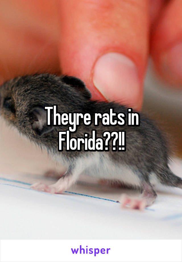 Theyre rats in Florida??!!