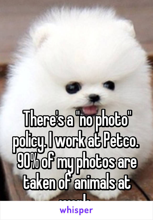




There's a "no photo" policy. I work at Petco.  90% of my photos are taken of animals at work. 
