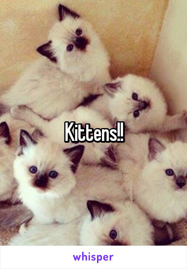 Kittens!!