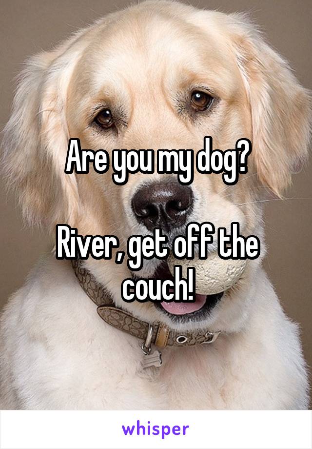 Are you my dog?

River, get off the couch!