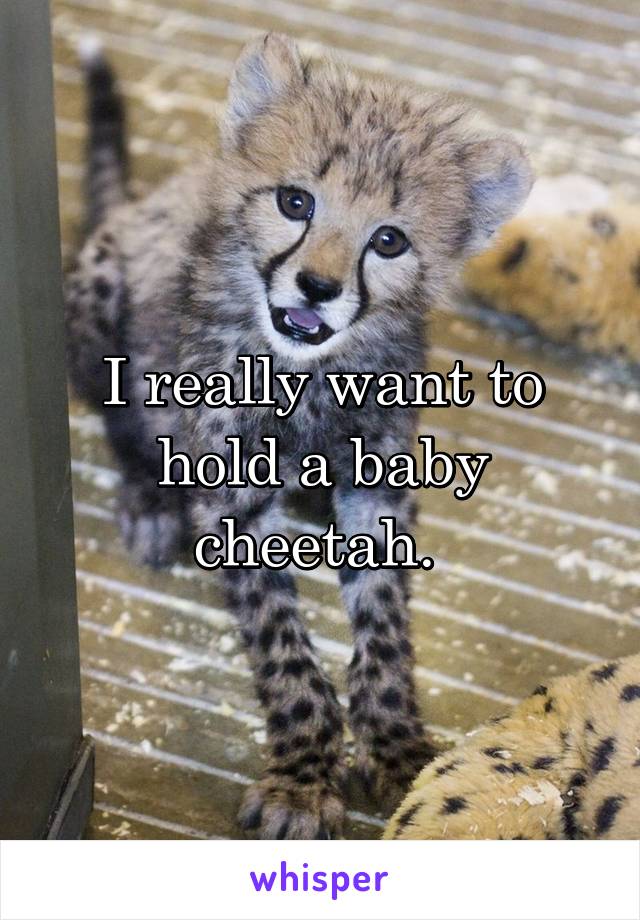 I really want to hold a baby cheetah. 