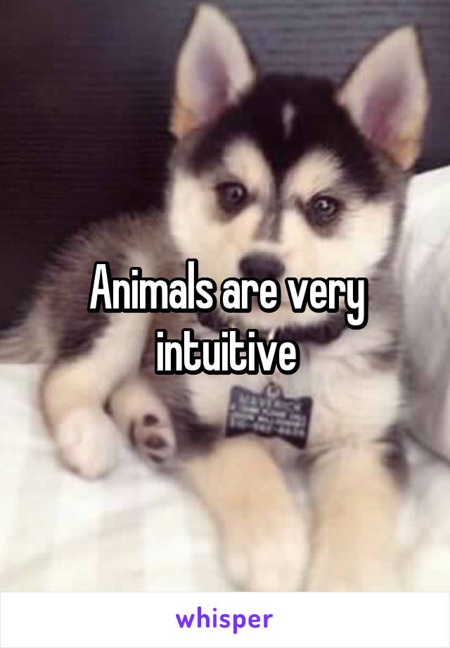 Animals are very intuitive