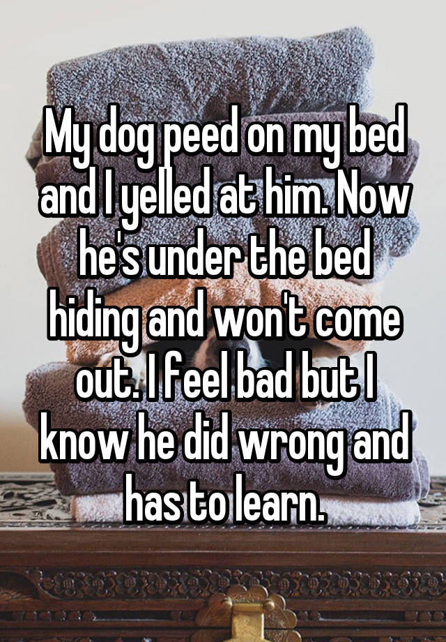 my-dog-peed-on-my-bed-and-i-yelled-at-him-now-he-s-under-the-bed