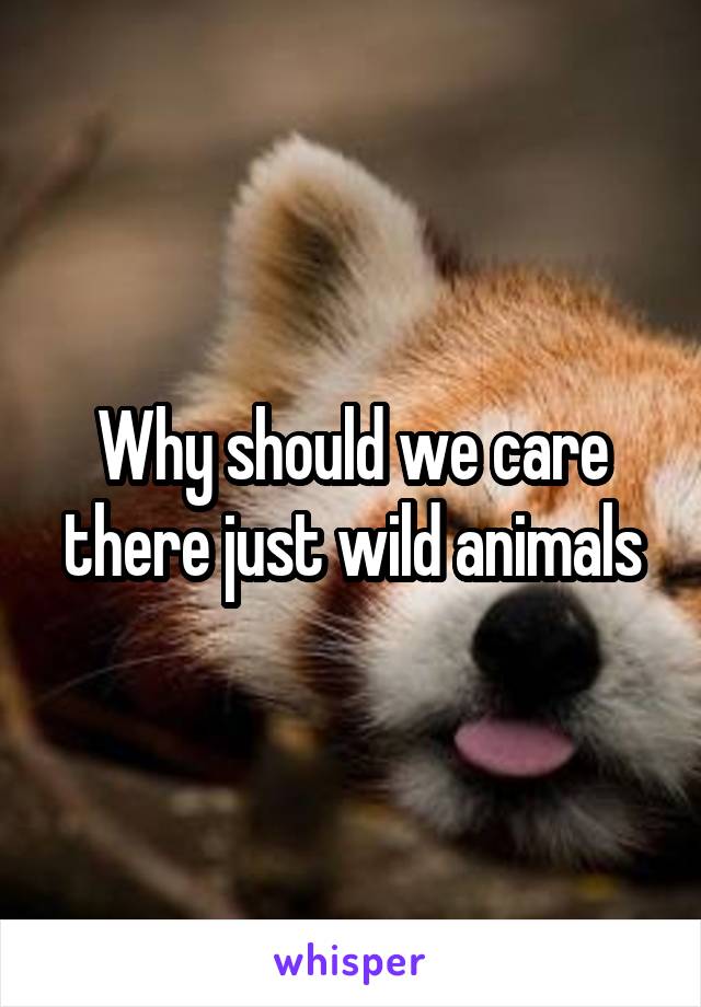 Why should we care there just wild animals