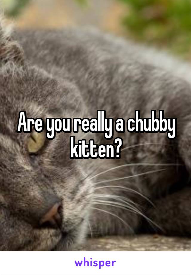 Are you really a chubby kitten?