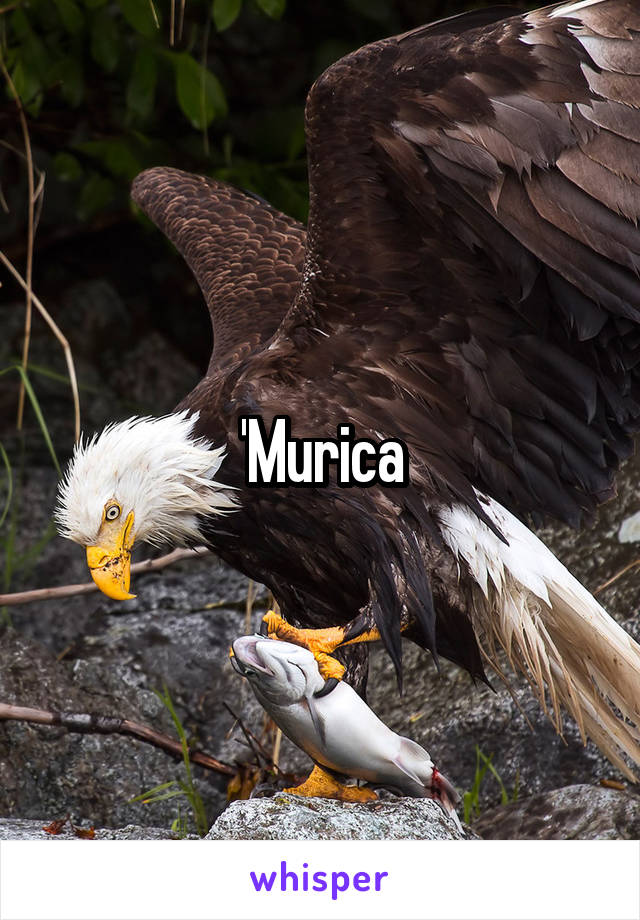 'Murica