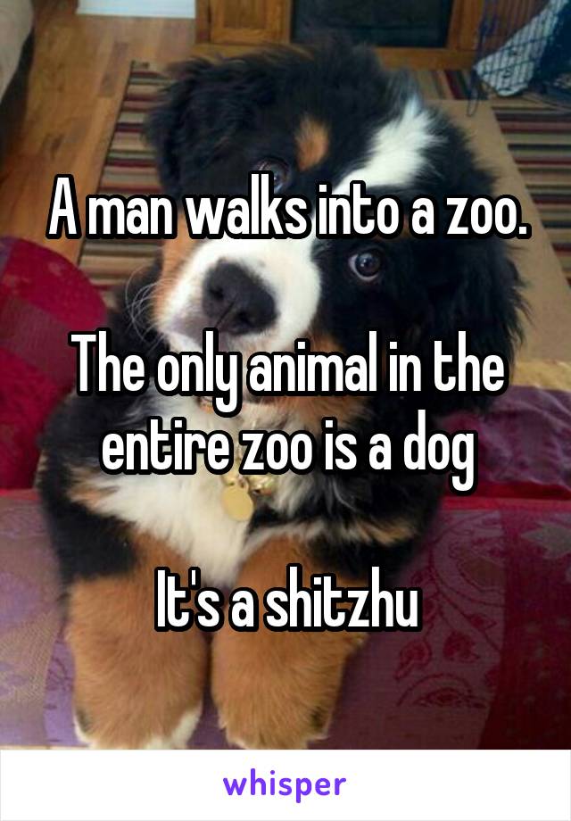 A man walks into a zoo.

The only animal in the entire zoo is a dog

It's a shitzhu