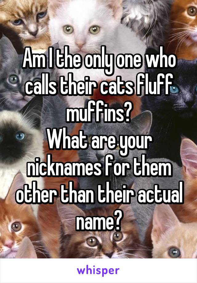 Am I the only one who calls their cats fluff muffins?
What are your nicknames for them other than their actual name?