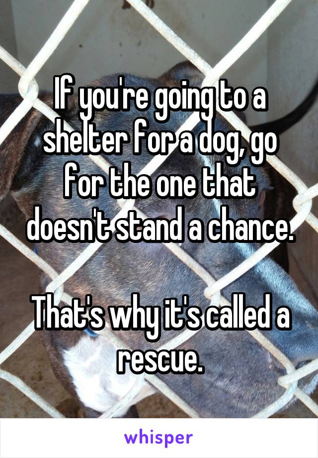 If you're going to a shelter for a dog, go for the one that doesn't stand a chance.

That's why it's called a rescue.