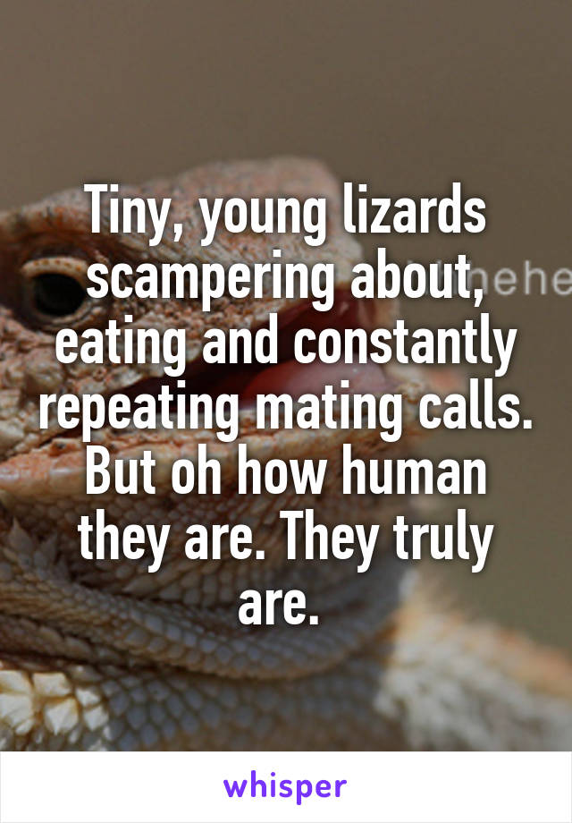 Tiny, young lizards scampering about, eating and constantly repeating mating calls. But oh how human they are. They truly are. 