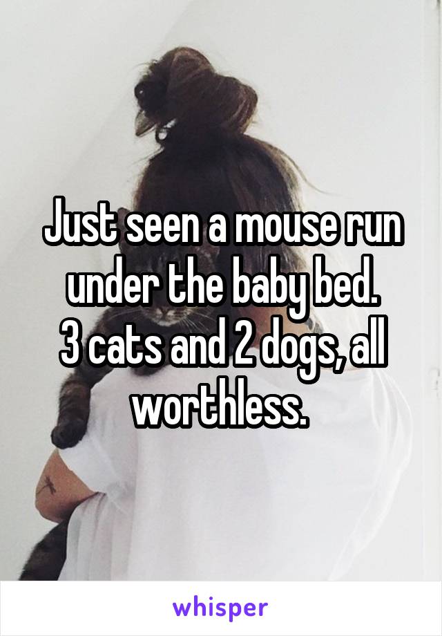 Just seen a mouse run under the baby bed.
3 cats and 2 dogs, all worthless. 