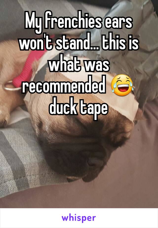 My frenchies ears won't stand... this is what was recommended 😂 duck tape