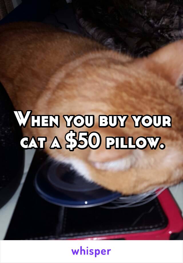 When you buy your cat a $50 pillow.