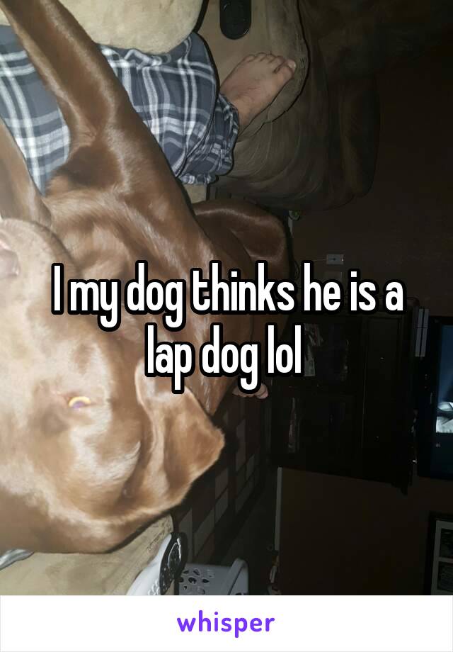 I my dog thinks he is a lap dog lol 