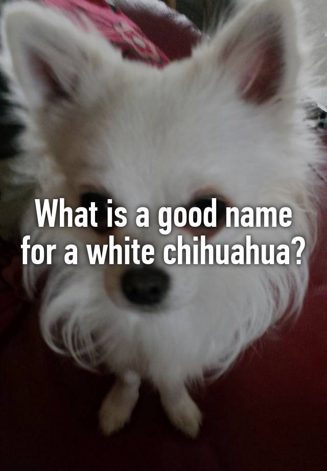 what-is-a-good-name-for-a-white-chihuahua