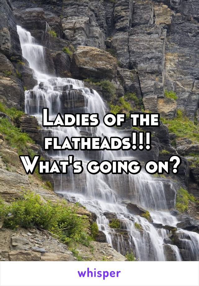 Ladies of the flatheads!!! 
What's going on?