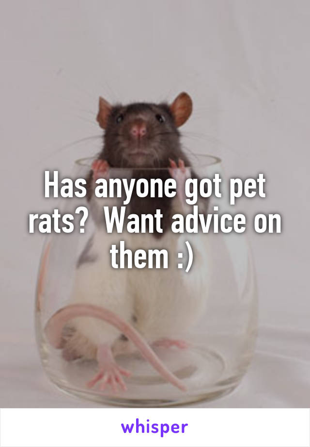 Has anyone got pet rats?  Want advice on them :) 