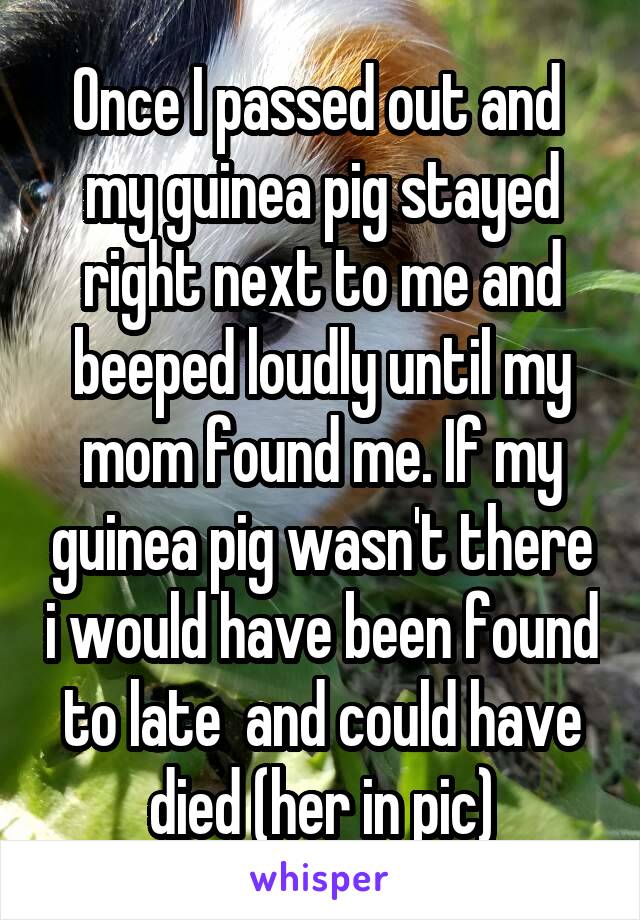 Once I passed out and  my guinea pig stayed right next to me and beeped loudly until my mom found me. If my guinea pig wasn't there i would have been found to late  and could have died (her in pic)