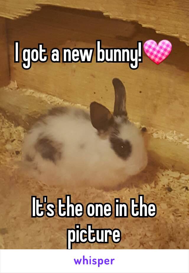 I got a new bunny!💟





It's the one in the picture