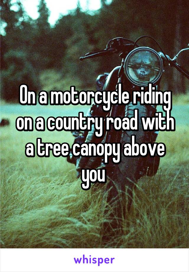 On a motorcycle riding on a country road with a tree canopy above you 