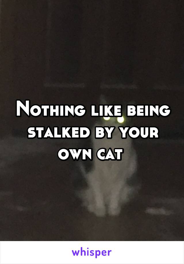 Nothing like being stalked by your own cat 