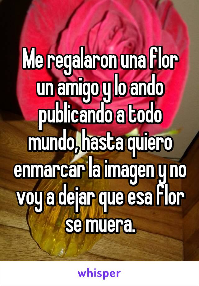 Me regalaron una flor un amigo y lo ando publicando a todo mundo, hasta quiero enmarcar la imagen y no voy a dejar que esa flor se muera.