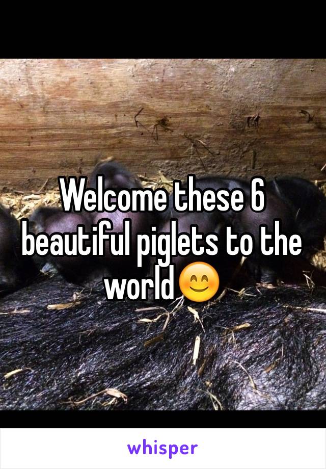 Welcome these 6 beautiful piglets to the world😊