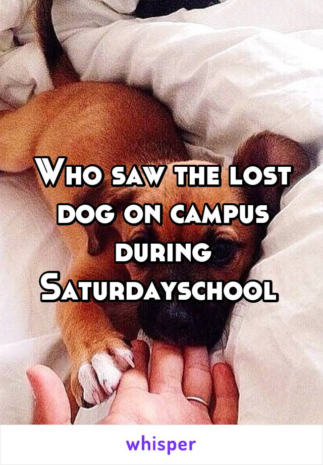 Who saw the lost dog on campus during Saturdayschool 