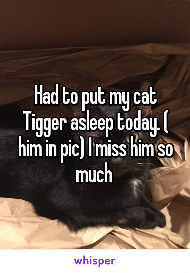 Had to put my cat Tigger asleep today. ( him in pic) I miss him so much 