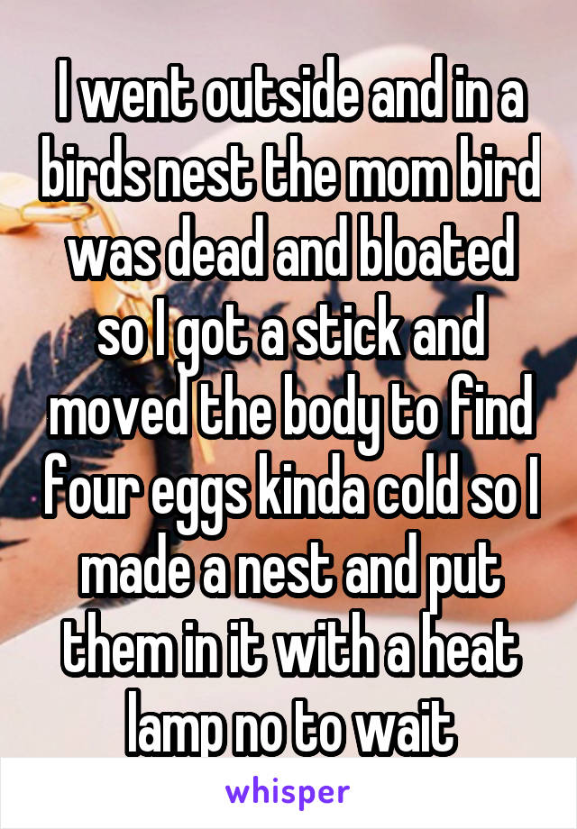 I went outside and in a birds nest the mom bird was dead and bloated so I got a stick and moved the body to find four eggs kinda cold so I made a nest and put them in it with a heat lamp no to wait