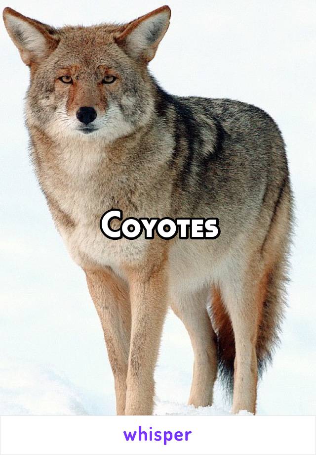 Coyotes