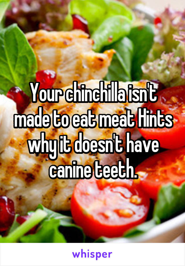 Your chinchilla isn't made to eat meat Hints why it doesn't have canine teeth.
