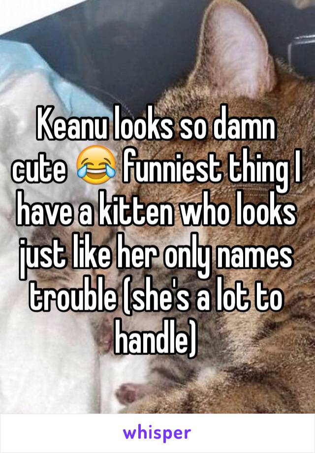 Keanu looks so damn cute 😂 funniest thing I have a kitten who looks just like her only names trouble (she's a lot to handle) 