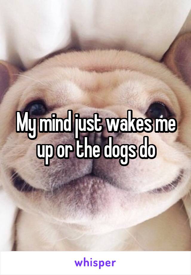 My mind just wakes me up or the dogs do